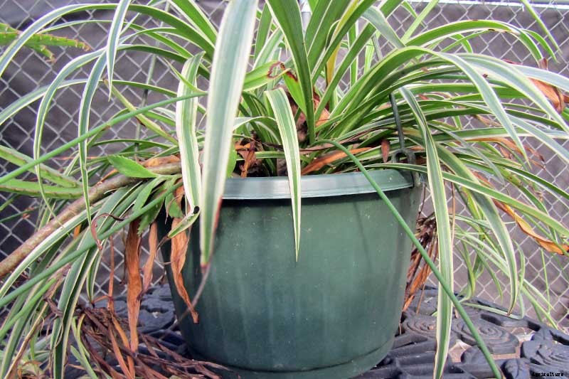 How to Revive a Wilting Spider Plant
