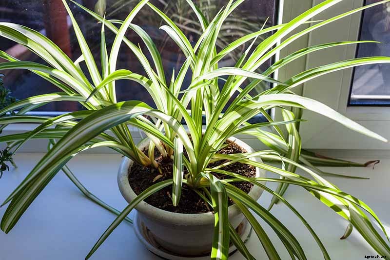 How to Revive a Wilting Spider Plant
