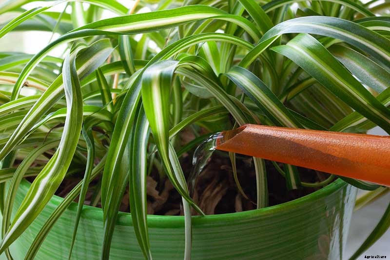 How to Revive a Wilting Spider Plant