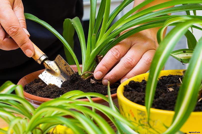 How to Revive a Wilting Spider Plant