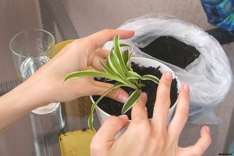 How to Revive a Wilting Spider Plant