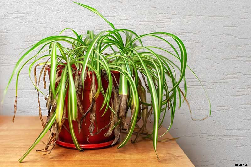 How to Revive a Wilting Spider Plant