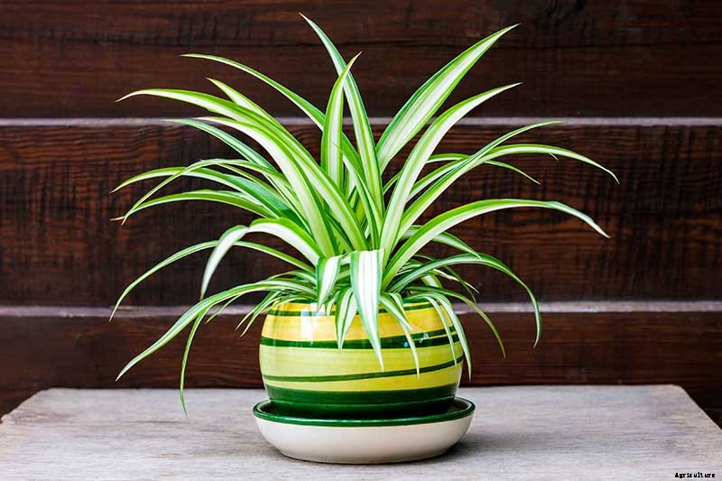 How to Revive a Wilting Spider Plant