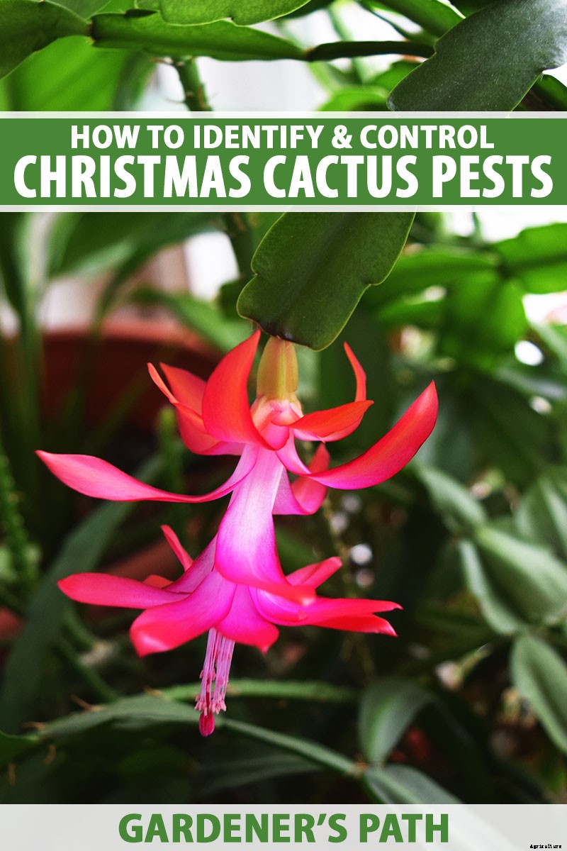 How to Identify and Control 7 Common Christmas Cactus Pests