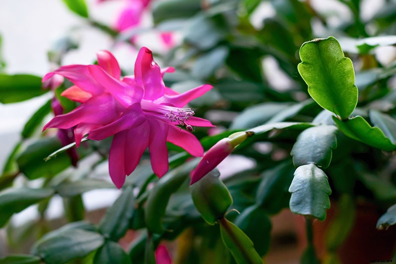 How to Identify and Control 7 Common Christmas Cactus Pests