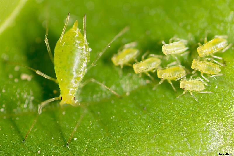 How to Identify and Control 7 Common Christmas Cactus Pests