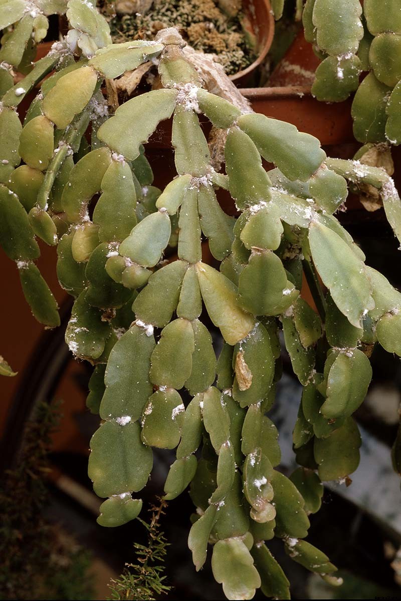 How to Identify and Control 7 Common Christmas Cactus Pests