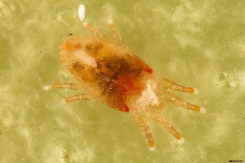 How to Identify and Control 7 Common Christmas Cactus Pests