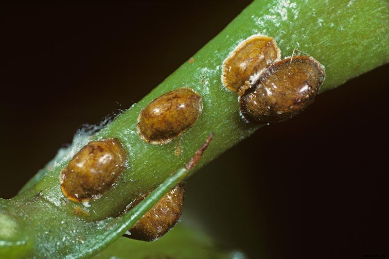 How to Identify and Control 7 Common Christmas Cactus Pests