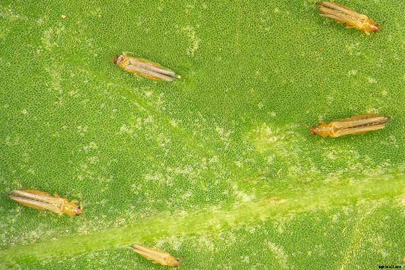 How to Identify and Control 7 Common Christmas Cactus Pests