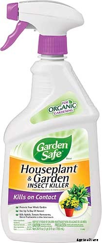 How to Identify and Control 7 Common Christmas Cactus Pests