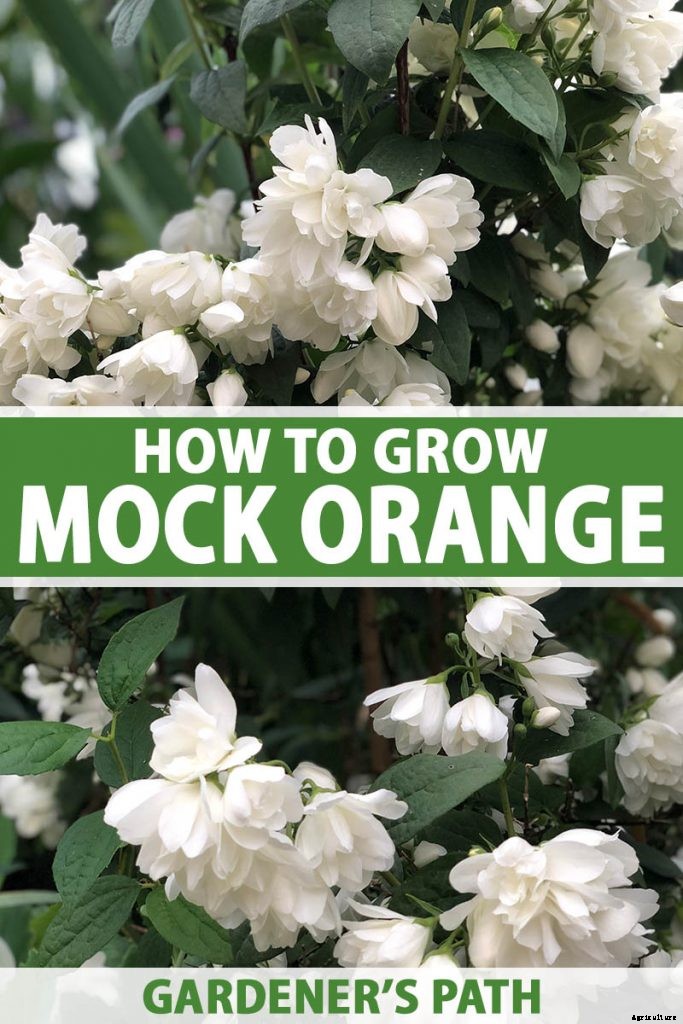 How to Grow and Care for Mock Orange Shrubs