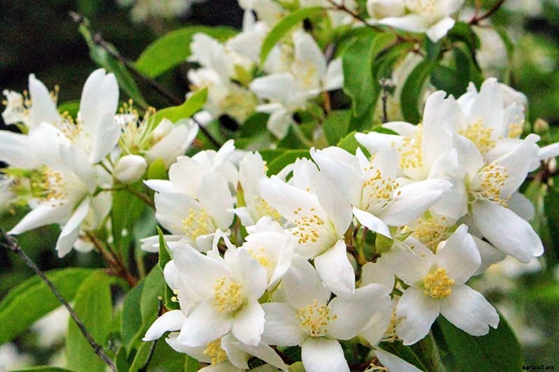 How to Grow and Care for Mock Orange Shrubs