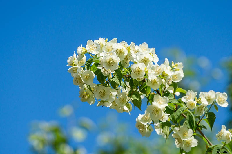 How to Grow and Care for Mock Orange Shrubs