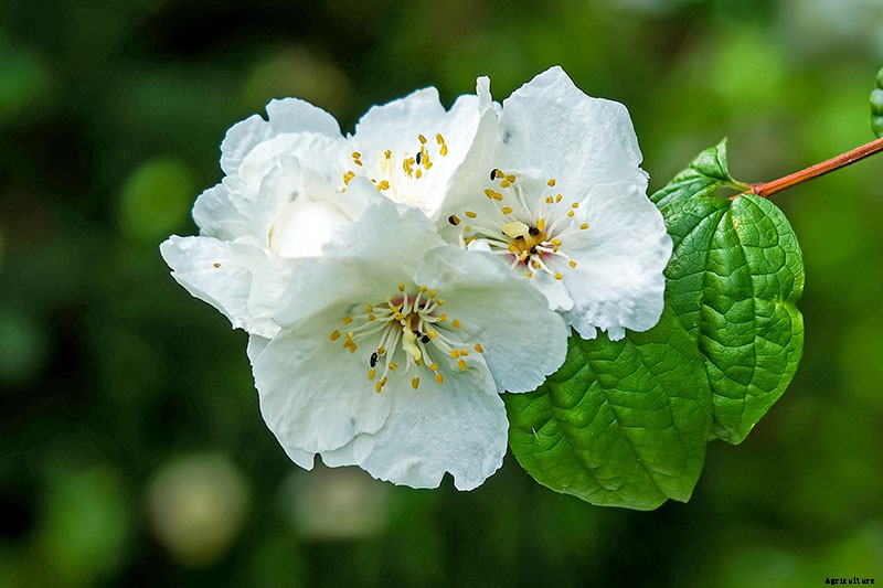 How to Grow and Care for Mock Orange Shrubs