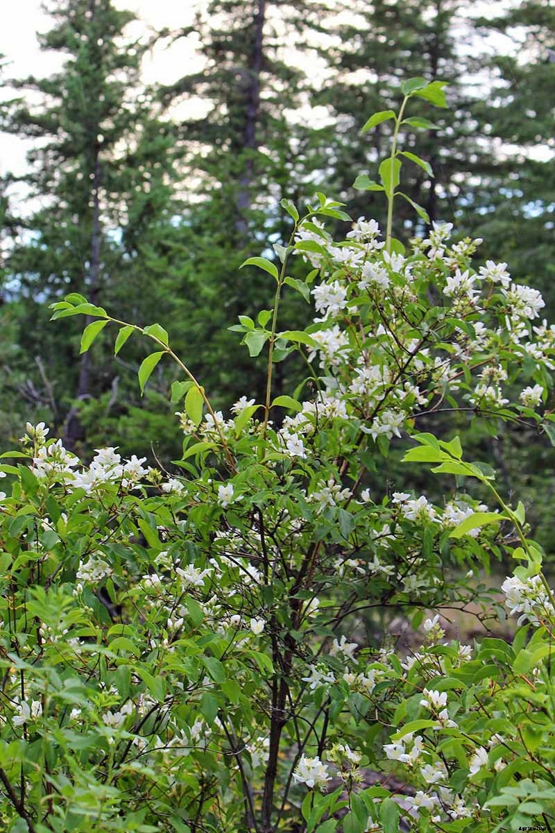 How to Grow and Care for Mock Orange Shrubs
