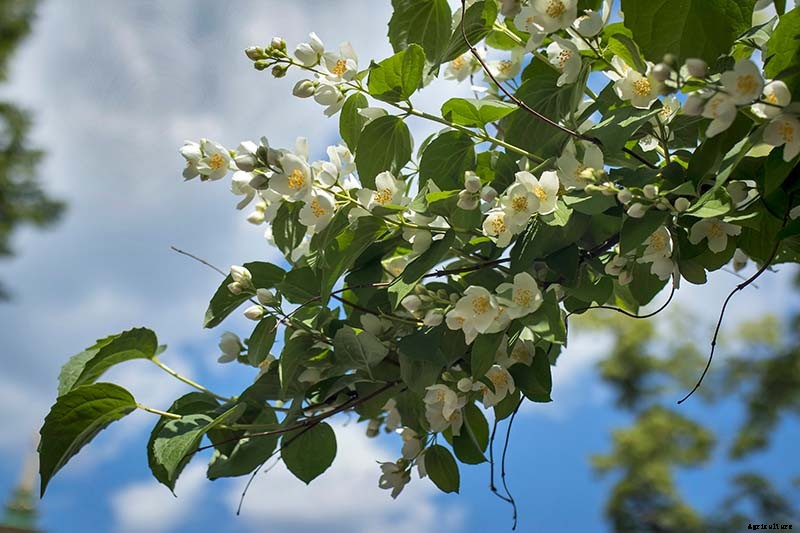 How to Grow and Care for Mock Orange Shrubs