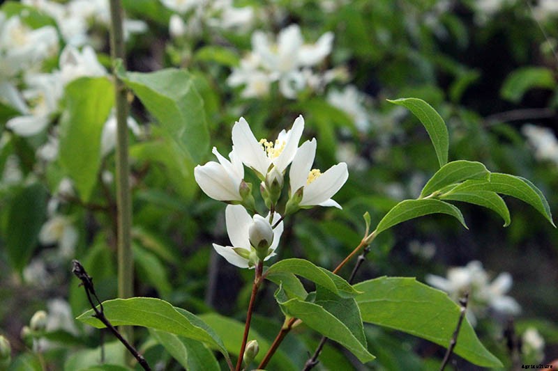 How to Grow and Care for Mock Orange Shrubs