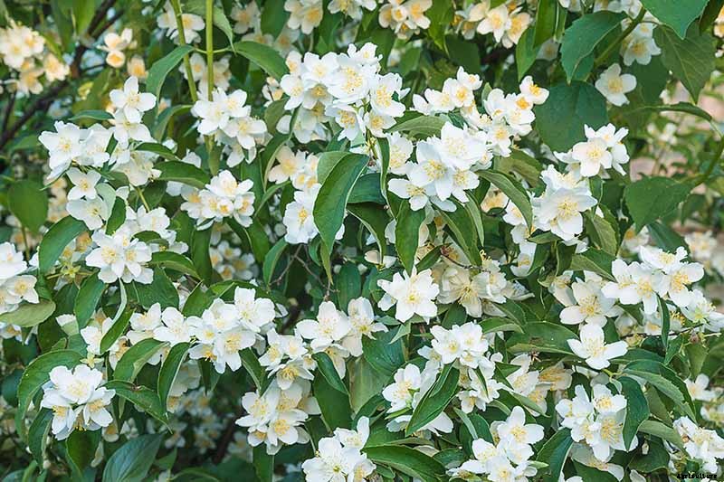How to Grow and Care for Mock Orange Shrubs
