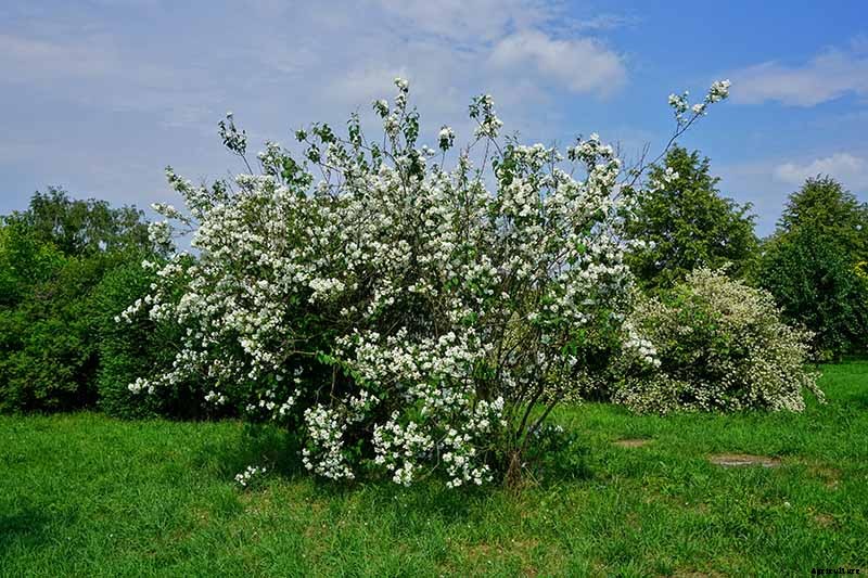 How to Grow and Care for Mock Orange Shrubs