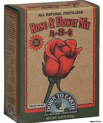 How to Grow and Care for Mock Orange Shrubs