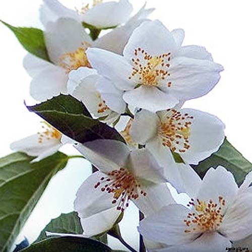 How to Grow and Care for Mock Orange Shrubs