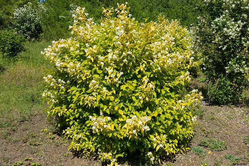 How to Grow and Care for Mock Orange Shrubs