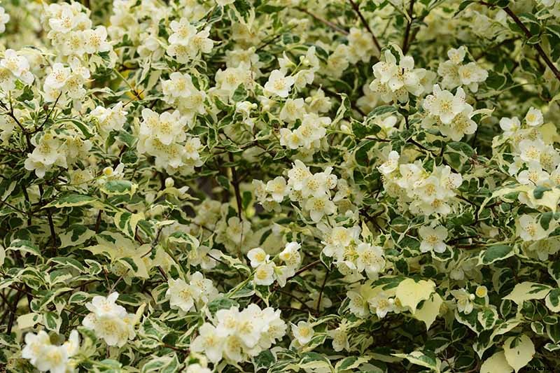 How to Grow and Care for Mock Orange Shrubs