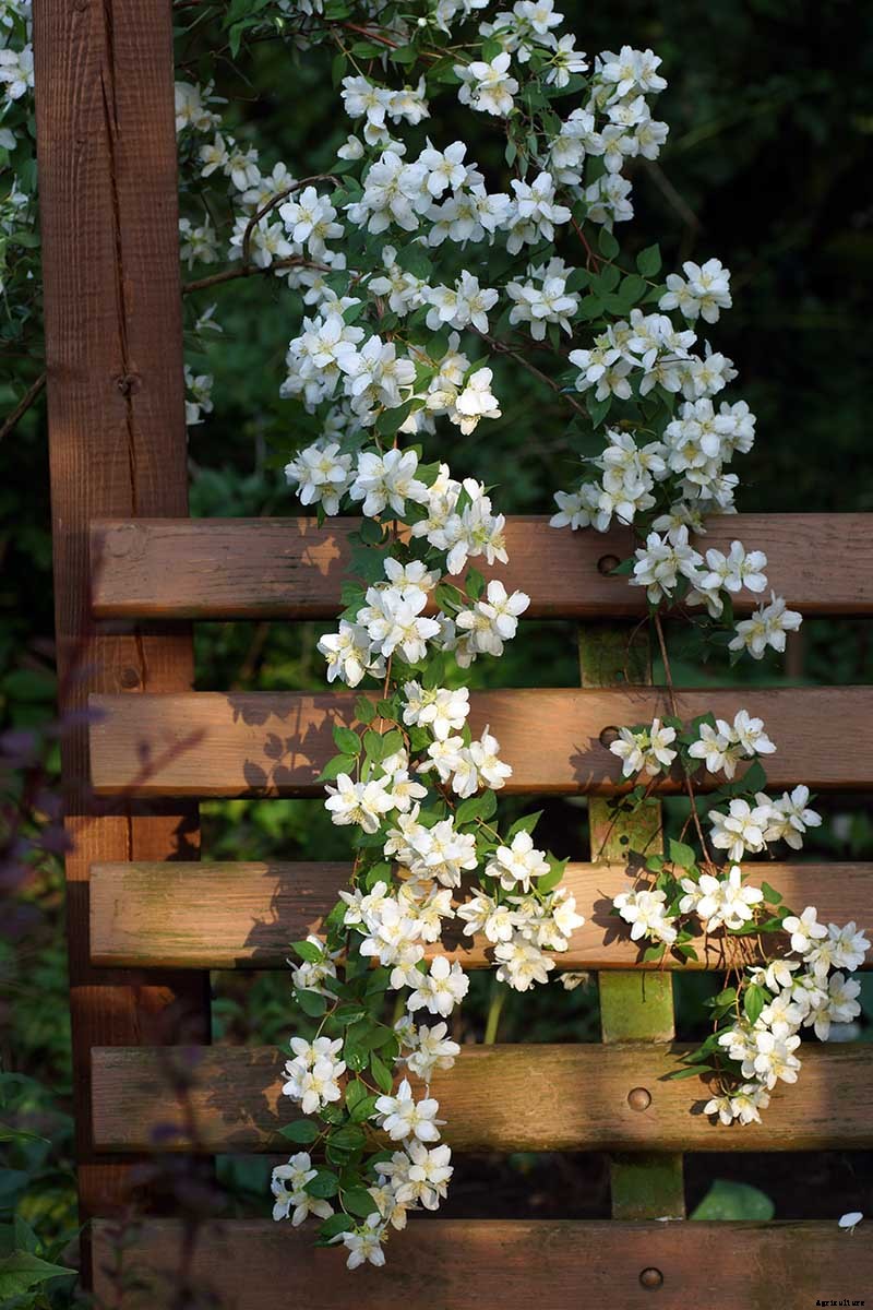 How to Grow and Care for Mock Orange Shrubs