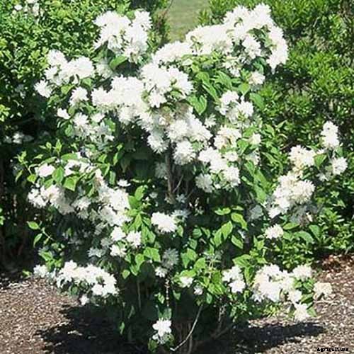 How to Grow and Care for Mock Orange Shrubs