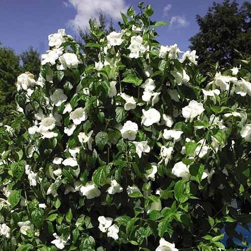 How to Grow and Care for Mock Orange Shrubs