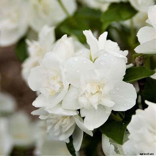 How to Grow and Care for Mock Orange Shrubs