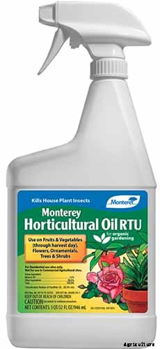 How to Grow and Care for Mock Orange Shrubs