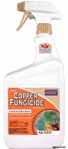 How to Grow and Care for Mock Orange Shrubs