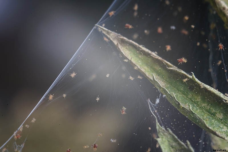 How to Grow and Care for Mock Orange Shrubs