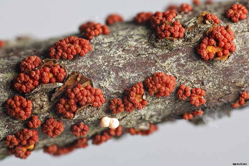 How to Grow and Care for Mock Orange Shrubs