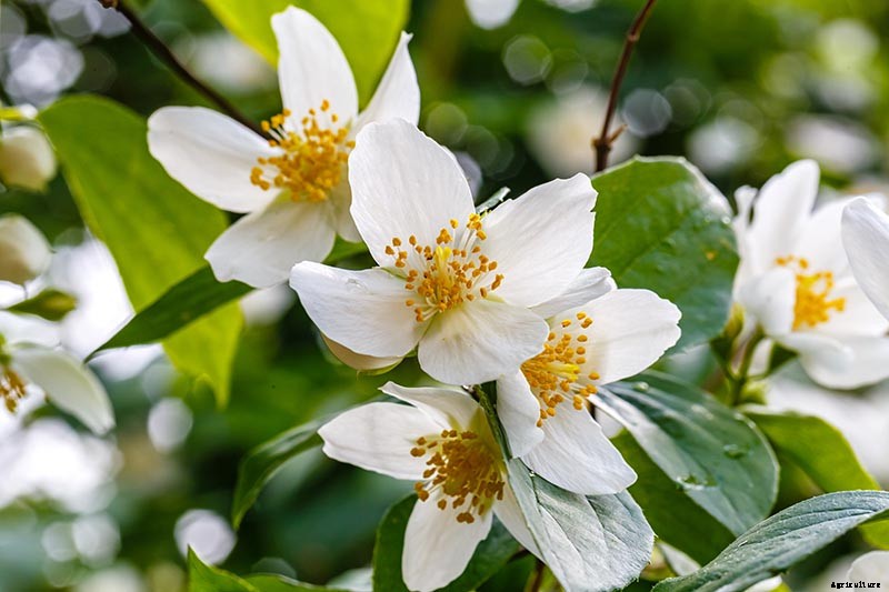 How to Grow and Care for Mock Orange Shrubs