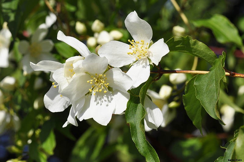How to Grow and Care for Mock Orange Shrubs