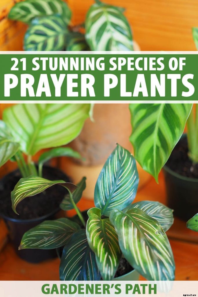 21 of the Most Stunning Species of Prayer Plants to Grow at Home