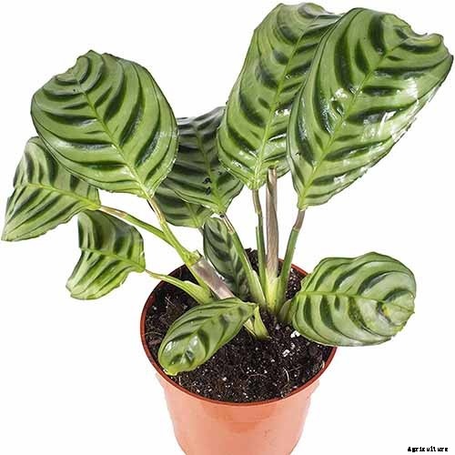 21 of the Most Stunning Species of Prayer Plants to Grow at Home