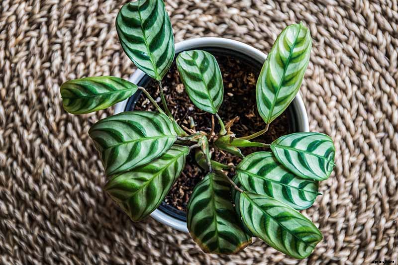 21 of the Most Stunning Species of Prayer Plants to Grow at Home