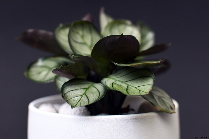 21 of the Most Stunning Species of Prayer Plants to Grow at Home