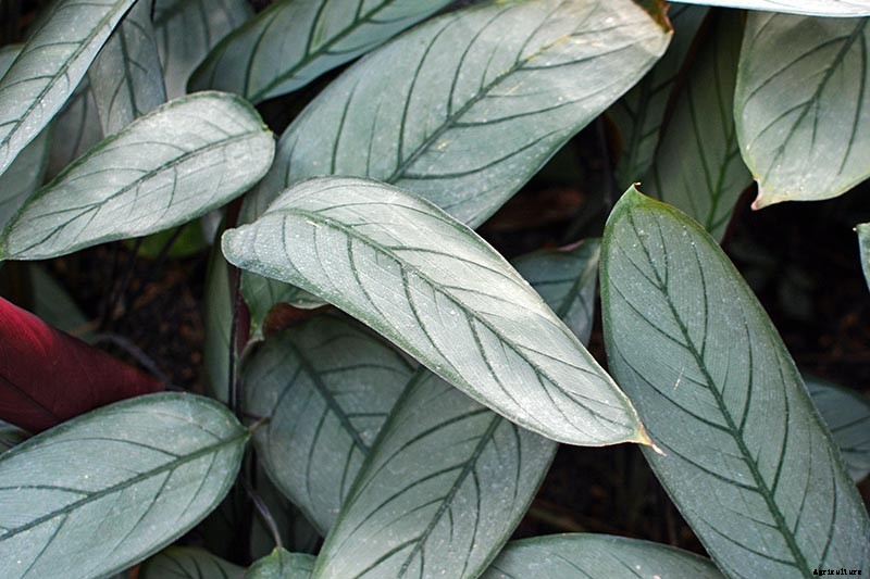 21 of the Most Stunning Species of Prayer Plants to Grow at Home