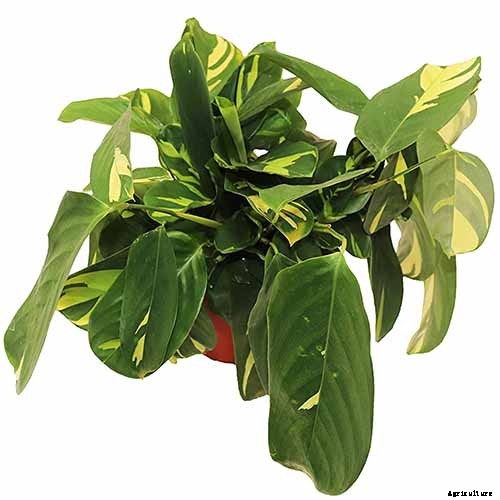 21 of the Most Stunning Species of Prayer Plants to Grow at Home