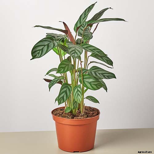 21 of the Most Stunning Species of Prayer Plants to Grow at Home