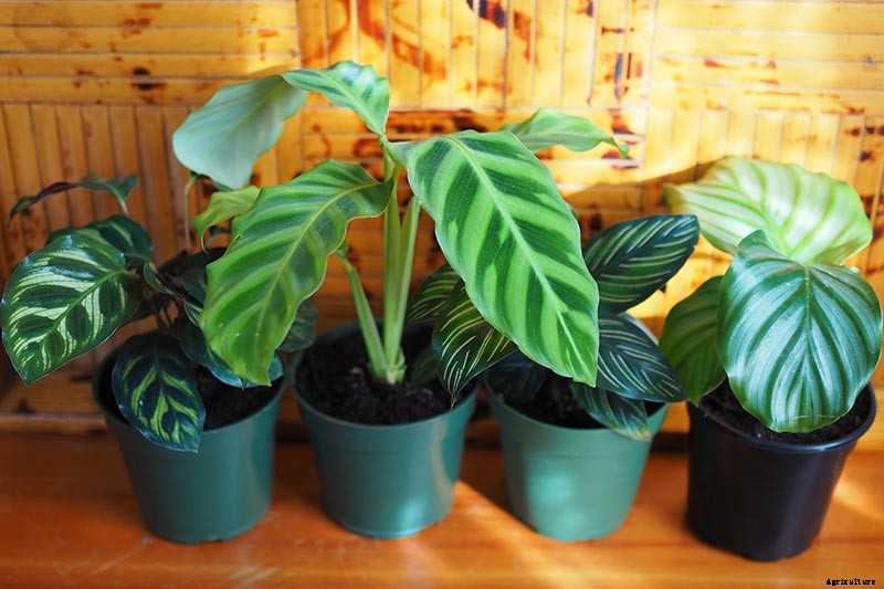 21 of the Most Stunning Species of Prayer Plants to Grow at Home