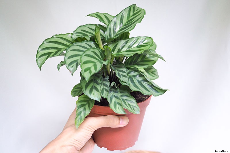 21 of the Most Stunning Species of Prayer Plants to Grow at Home