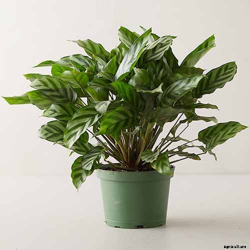 21 of the Most Stunning Species of Prayer Plants to Grow at Home