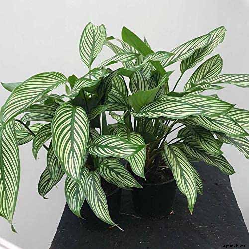 21 of the Most Stunning Species of Prayer Plants to Grow at Home