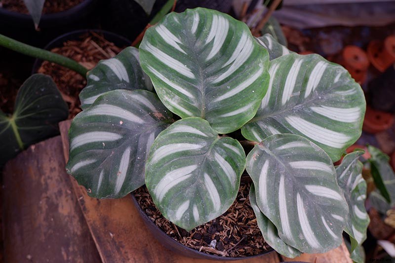 21 of the Most Stunning Species of Prayer Plants to Grow at Home